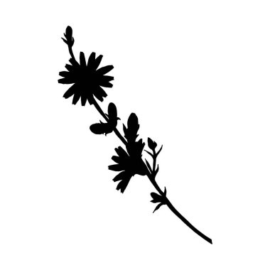 Narin taç yaprakları ve tomurcukları olan yabani bir çiçeğin vektör çizimi. Siyah ve beyaz botanik çizgisi, doğal ürün ambalajı, bitkisel temalar ve düğün kırtasiyesi için mükemmel.