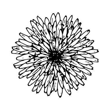 Kasımpatı, yıldız çiçeği ya da paskalya çiçeğine benzeyen yuvarlak bir çiçeğin el çizimi çizimi. Detaylı yapraklı siyah beyaz botanik çizimi. Kartlar ve baskılar için tek renkli çiçek tasarımı.