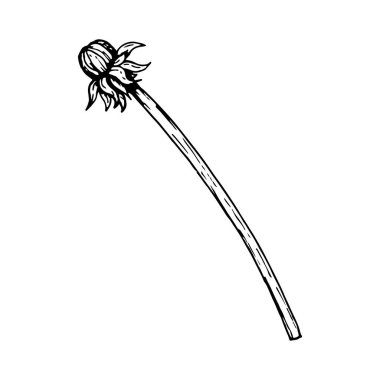 El çizimi vektör illüstrasyonu: siyah ve beyaz linocut şeklinde uzun kıvrımlı bir sapta karahindiba tomurcuğu. Kıtır hatlar ve doku, logolar, dövmeler, ambalajlar ve botanik tasarım için mükemmel..