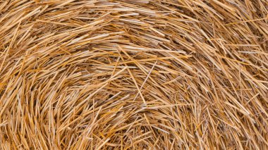 Bulutlu havada toplanan bir tarladaki balyalarda saman. Hasat edilen ekinler ve tarlaların temizlenmesi. Tarlalarda tarım endüstrisi.