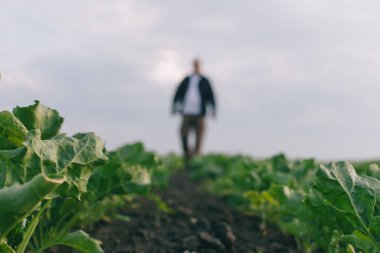 Şeker pancarı tarlasında bir çiftçi otların varlığını ve mahsulü kontrol eder. Gün batımında ve bulutlarda tarım kavramı. Alan koşullarındaki ölçümler. Bitkilerle dolu bir araziden örnek almak..