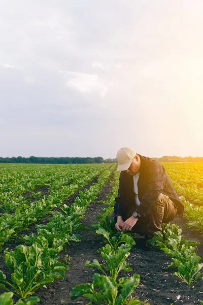Farmer Field Sugar Beets Checks Crop Presence Weeds Agricultural Concept — Stock Photo, Image