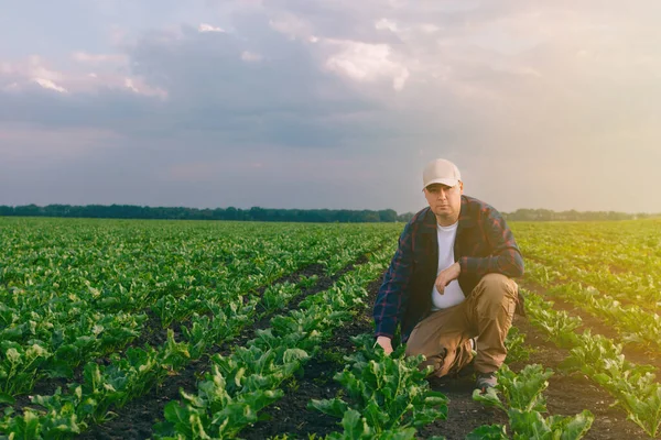 Ένας Γεωργός Ένα Χωράφι Ζαχαρότευτλα Ελέγχει Την Καλλιέργεια Και Την — Φωτογραφία Αρχείου