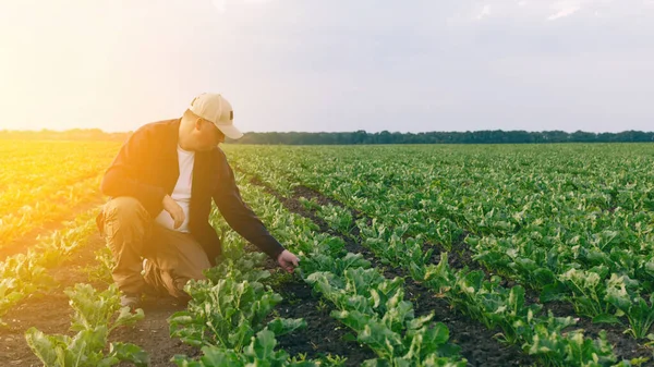 Zemědělec Poli Cukrové Řepy Kontroluje Sklizeň Výskyt Plevele Zemědělský Koncept — Stock fotografie