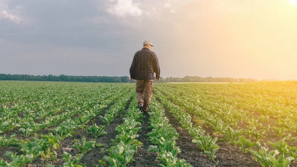 砂糖のビートの分野の農家は 作物と雑草の存在をチェックします 日没と雲の農業の概念 現場条件下での測定 植物と土地のプロットのサンプリング — ストック写真