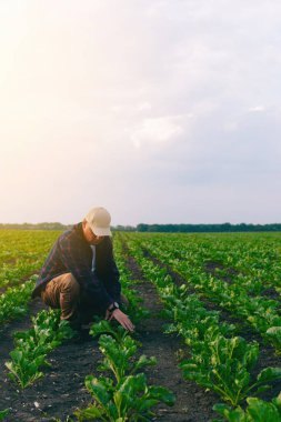 Şeker pancarı tarlasında bir çiftçi otların varlığını ve mahsulü kontrol eder. Gün batımında ve bulutlarda tarım kavramı. Alan koşullarındaki ölçümler. Bitkilerle dolu bir araziden örnek almak..