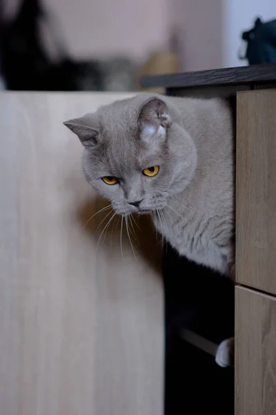 Сірий Домашній Кіт Грає Кімнаті Денного Світла Їжа Котів — стокове фото