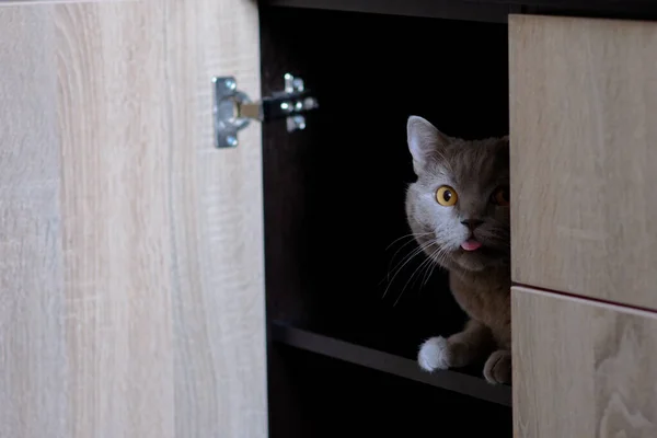 Pisică Gri Joacă Într Cameră Lumina Zilei Mâncare Pentru Pisici — Fotografie, imagine de stoc