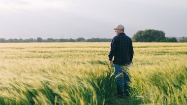 Gün batımında tahıl mahsulünün verimini kontrol ediyorum. Adam saha koşullarında deneyler yapıyor. Agronomi.