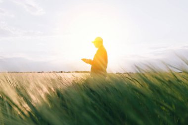 Gün batımında tahıl mahsulünün verimini kontrol ediyorum. Adam saha koşullarında deneyler yapıyor. Agronomi.