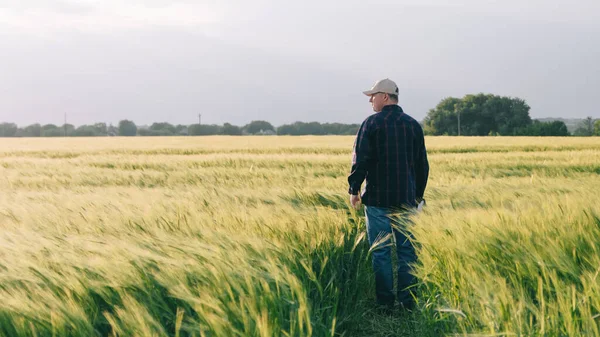 Gün batımında tahıl mahsulünün verimini kontrol ediyorum. Adam saha koşullarında deneyler yapıyor. Agronomi.