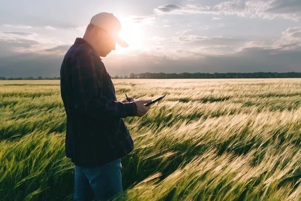 Gün batımında tahıl mahsulünün verimini kontrol ediyorum. Adam saha koşullarında deneyler yapıyor. Agronomi.