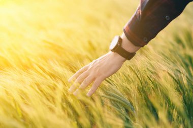 Gün batımında tahıl mahsulünün verimini kontrol ediyorum. Adam saha koşullarında deneyler yapıyor. Agronomi.