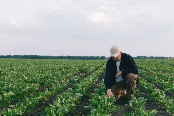 Ein Landwirt Auf Einem Zuckerrübenfeld Kontrolliert Die Ernte Und Das — Stockfoto