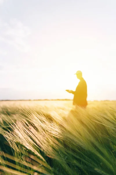 日没時に穀物作物の収穫量を確認する 人間はフィールド条件で実験を行う アメリカ合衆国農業 — ストック写真