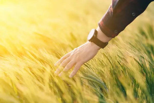 stock image Checking the yield of grain crops at sunset. Man conducts experiments in field conditions. Agronomy.