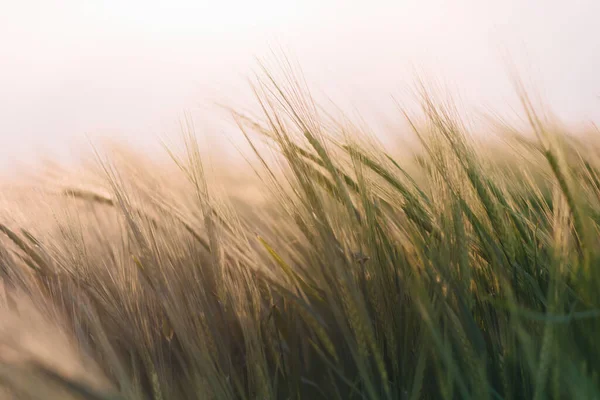 日没時に穀物作物の収穫量を確認する 人間はフィールド条件で実験を行う アメリカ合衆国農業 — ストック写真