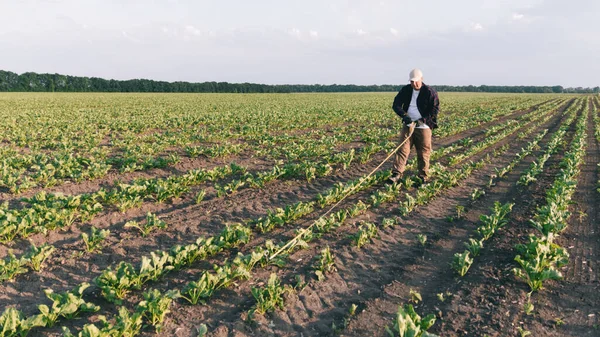 A farmer in a field of sugar beets checks the crop and the presence of weeds. Agricultural concept at sunset and clouds. Measurements in field conditions. Sampling on a plot of land with plants.