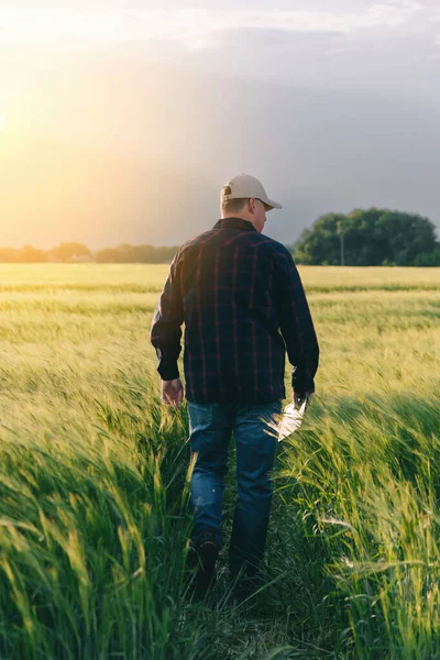 Gün batımında tahıl mahsulünün verimini kontrol ediyorum. Adam saha koşullarında deneyler yapıyor. Agronomi.