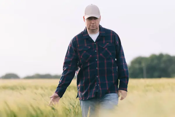 Gün batımında tahıl mahsulünün verimini kontrol ediyorum. Adam saha koşullarında deneyler yapıyor. Agronomi.