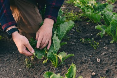 Şeker pancarı tarlasında bir çiftçi otların varlığını ve mahsulü kontrol eder. Gün batımında ve bulutlarda tarım kavramı. Alan koşullarındaki ölçümler. Bitkilerle dolu bir araziden örnek almak..