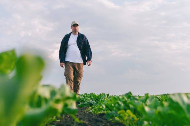 Şeker pancarı tarlasında bir çiftçi otların varlığını ve mahsulü kontrol eder. Gün batımında ve bulutlarda tarım kavramı. Alan koşullarındaki ölçümler. Bitkilerle dolu bir araziden örnek almak..
