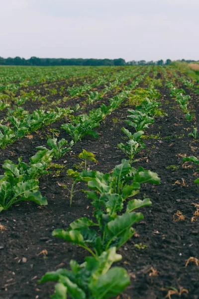 Zuckerrüben Auf Einem Landwirtschaftlichen Feld Einem Schönen Sommerabend Mit Bewölktem — Stockfoto
