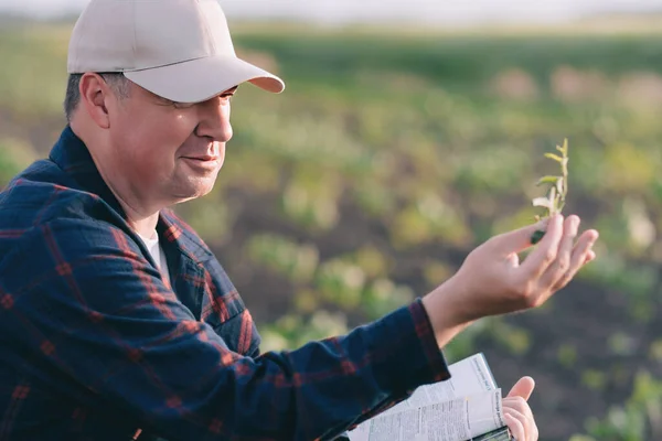 A farmer in a sugar beet field holds a weed sample in his hands. Agricultural concept on sunset and clouds. Measurements in field conditions. Sampling on a plot of land with plants.