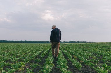 Şeker pancarı tarlasında bir çiftçi otların varlığını ve mahsulü kontrol eder. Gün batımında ve bulutlarda tarım kavramı. Alan koşullarındaki ölçümler. Bitkilerle dolu bir araziden örnek almak..