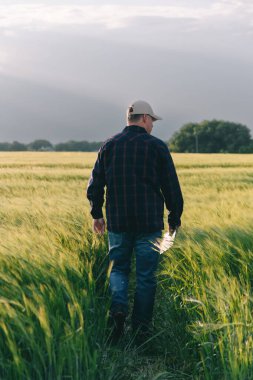 Gün batımında tahıl mahsulünün verimini kontrol ediyorum. Adam saha koşullarında deneyler yapıyor. Agronomi.