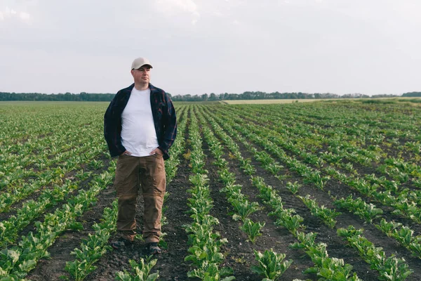 Zemědělec Poli Cukrové Řepy Kontroluje Sklizeň Výskyt Plevele Zemědělský Koncept — Stock fotografie