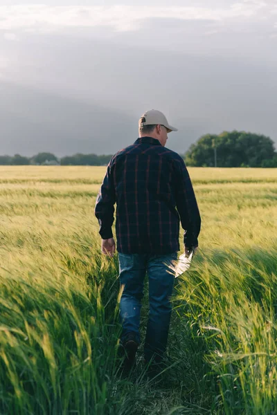 Gün batımında tahıl mahsulünün verimini kontrol ediyorum. Adam saha koşullarında deneyler yapıyor. Agronomi.