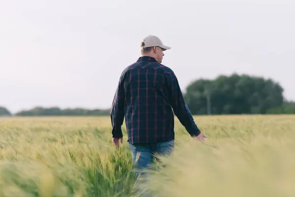 Gün batımında tahıl mahsulünün verimini kontrol ediyorum. Adam saha koşullarında deneyler yapıyor. Agronomi.
