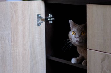 Gri evcil bir kedi gün ışığında bir odada oynuyor. Kediler için yemek.