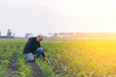 Mısır tarlasının ortasında diz çöküp tarımsal faaliyetlerle uğraşan bir adam..