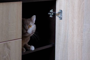 Gri evcil bir kedi gün ışığında bir odada oynuyor. Kediler için yemek.