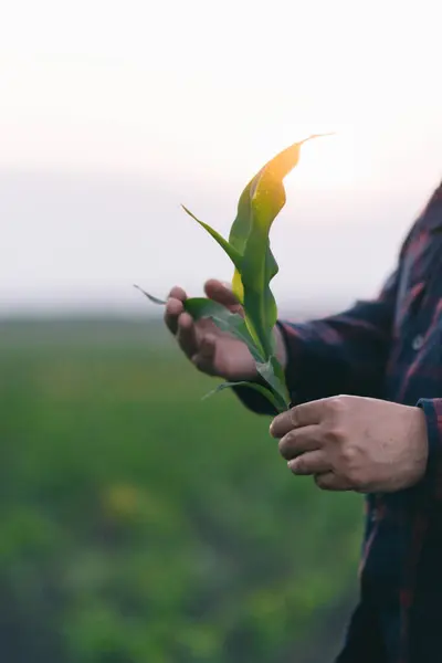 Bir insan bir bitkiyi nazikçe elinde tutar, büyütür ve onunla ilgilenir..