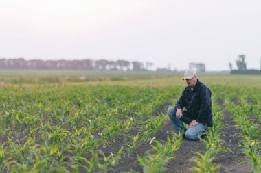 A man kneeling down amidst a vast field of corn. clipart