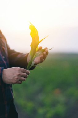 Bir adam elinde narin bir çiçek tutar, güzelliğine ve kırılganlığına hayran olur..