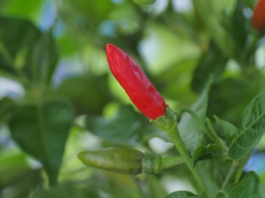 Chili biberi veya Cabai rawit (sıcak kırmızı biber) doğal yeşil bulanık arkaplanı kapatır, organik kırmızı biberler evin bahçesinde yetişir, tadı daha sıcaktır ve kolayca bozulmaz.