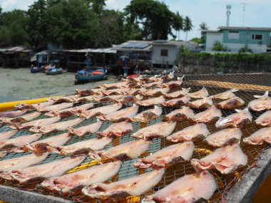 Tayland 'da kurutulmuş balık satışa hazır. Uskumru, güneş ışığından kurumuş balıklar. Tayland, Cha-am 'ın eteklerindeki balıkçı köyünde kurutulmuş balıklar..