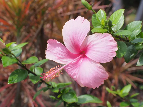 Fleur Dans Mon Jardin Fleur Hibiscus Rose Pâle Beau Fond — Photo