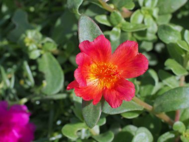 Yeşil yapraklı bulanık arka planda açan turuncu kırmızı çiçeğin yakın çekimi. Yosun gülü veya yosun gülü purslane çiçeği (Portulaca grandiflora).