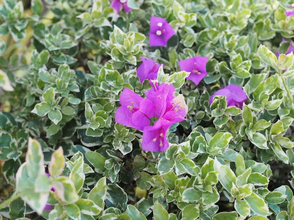 ブルーミング ブーゲンビルア ブーゲンビルア 花の質感と背景 クローズアップビューBougainvillea花 緑豊かな自然の葉の背景に茂った紫のブーゲンビルアの花 — ストック写真