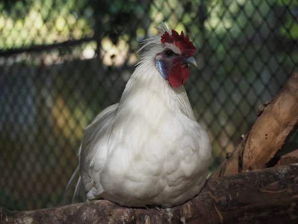 Close-up a white chicken with a red cockscomb sits on a piece of wood. A serious looking white maran rooster inside the farmyard.
