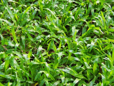 Uzun ve dar bıçakları yoğun bir şekilde zemini kaplayan canlı yeşil çimenlerin yakın çekimi. Sağlıklı büyüme, iyi bakımlı bir çimenlik ya da doğal alan olduğunu gösteriyor..