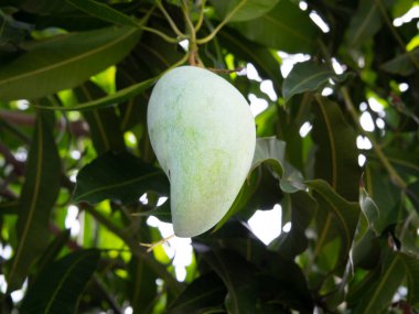 Parlak yeşil yapraklarla çevrili, ağaçtan sarkan tek yeşil mango. Meyveyi doğal, olgunlaşmamış safhasında yakalar..