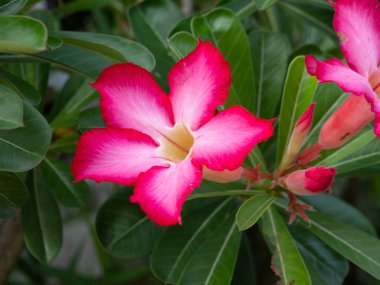 Yıldız şeklinde taç yaprakları ve parlak yeşil yaprakları olan canlı pembe ve beyaz bir Adenyum çiçeğinin yakın çekimi. Doğal ışıkta çarpıcı bir tropikal çiçek.