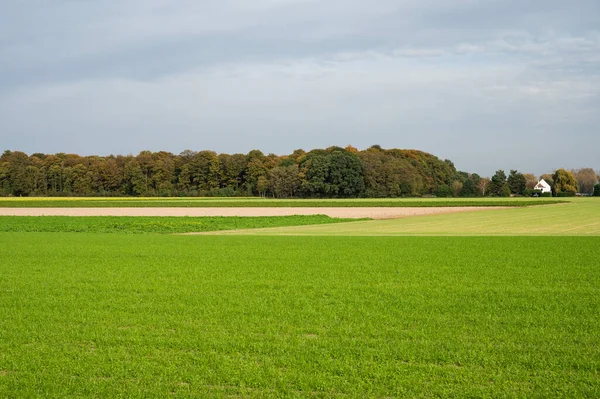 ベルギー フランダース州ゼムスト周辺の緑豊かな農地と森 — ストック写真