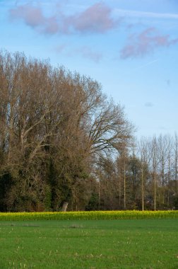 Gijzegem, Flaman, Belçika çevresindeki Flaman kırsallarında yeşil çayırlar ve sonbahar ağaçları